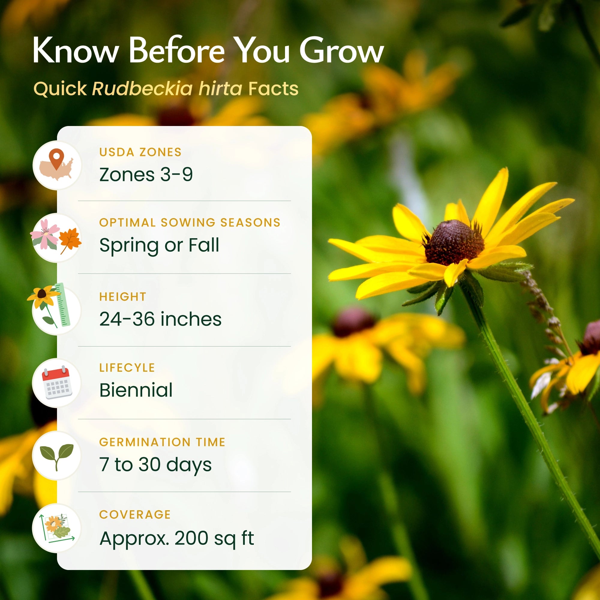 planting black eyed susan seeds outdoors Black Eyed Susan Wildflower Seeds