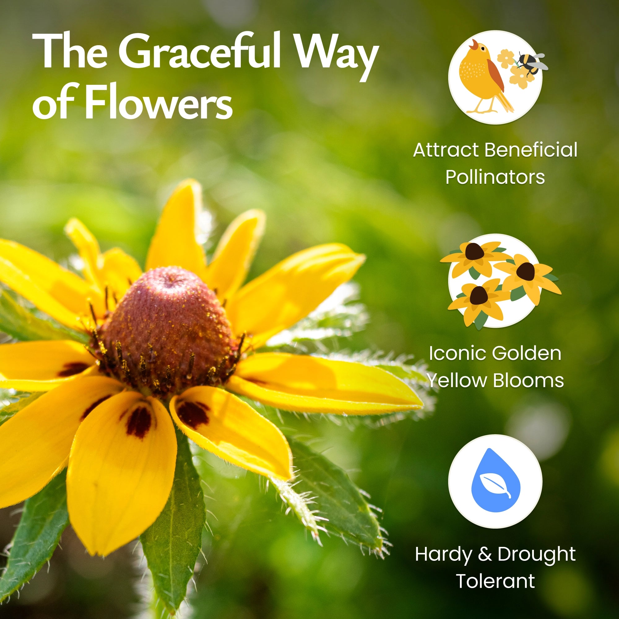 Black Eyed Susan Wildflower Seeds