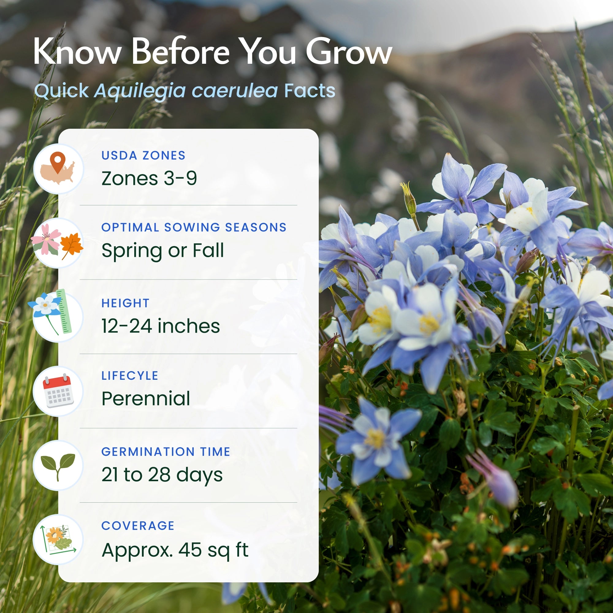 planting columbine seeds outdoors Blue Columbine Wildflower Seeds