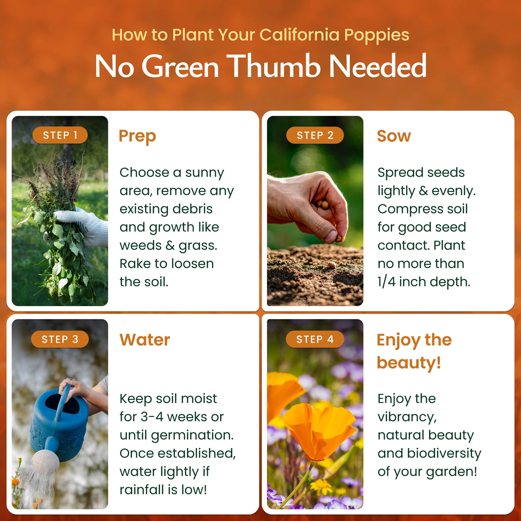 Created By Nature California Poppy Flower Seeds, 20,000 Native Wildflower Seeds, California State Flower