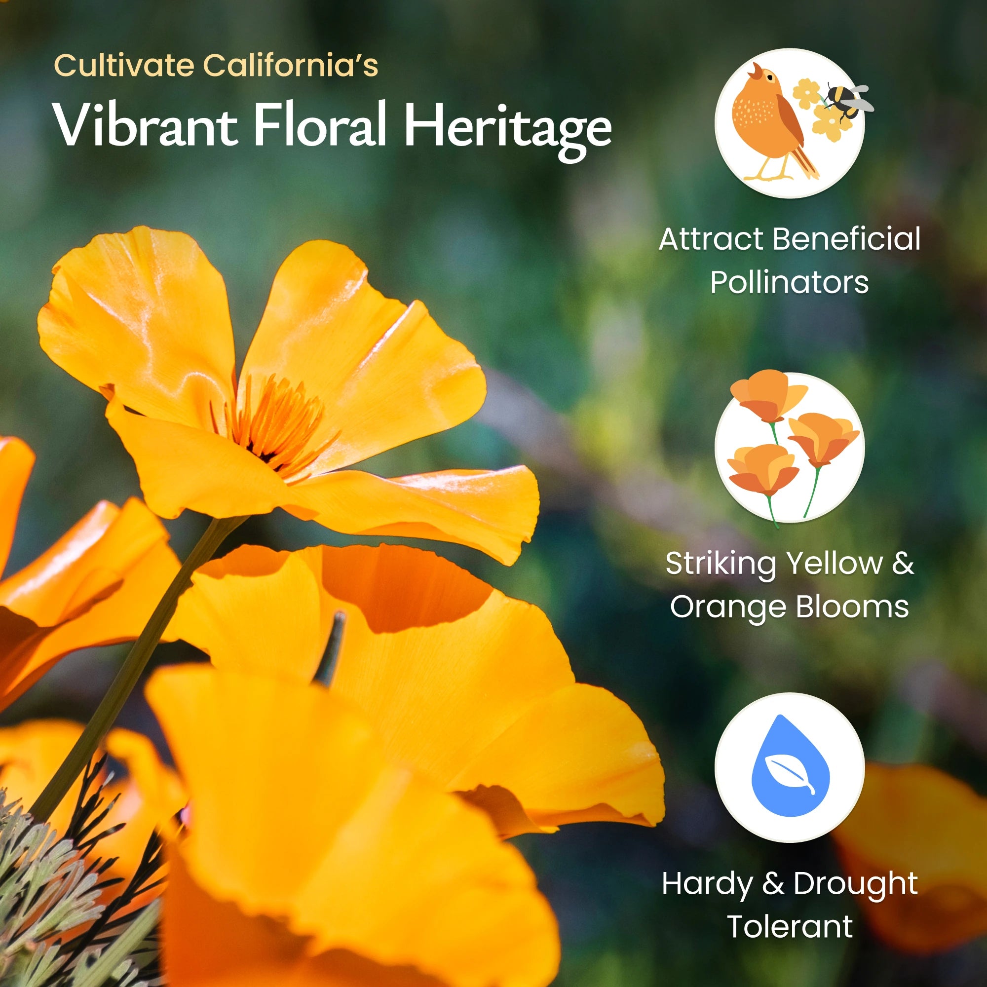 wildflower seeds poppies Created By Nature California Poppy Flower Seeds, 20,000 Native Wildflower Seeds, California State Flower