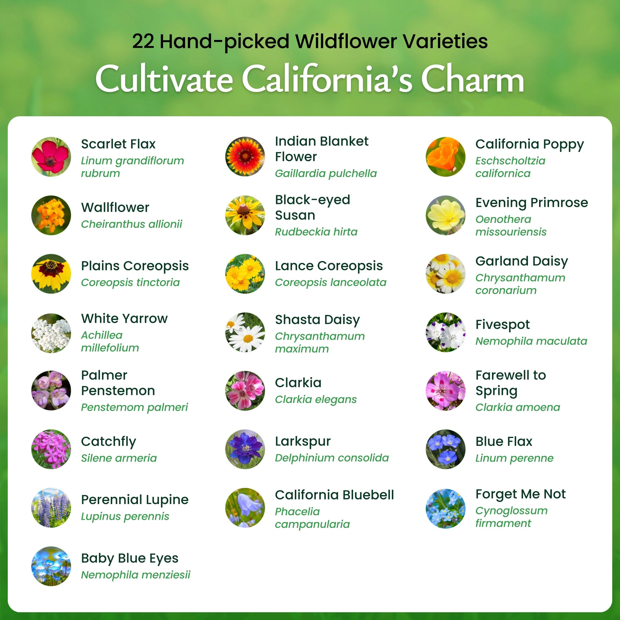 California wildflower seeds - flower varieties