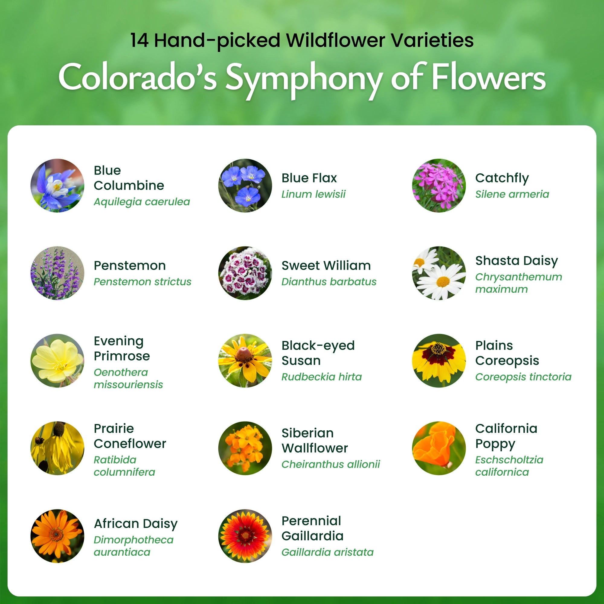 Colorado wildflower seeds - flower varieties