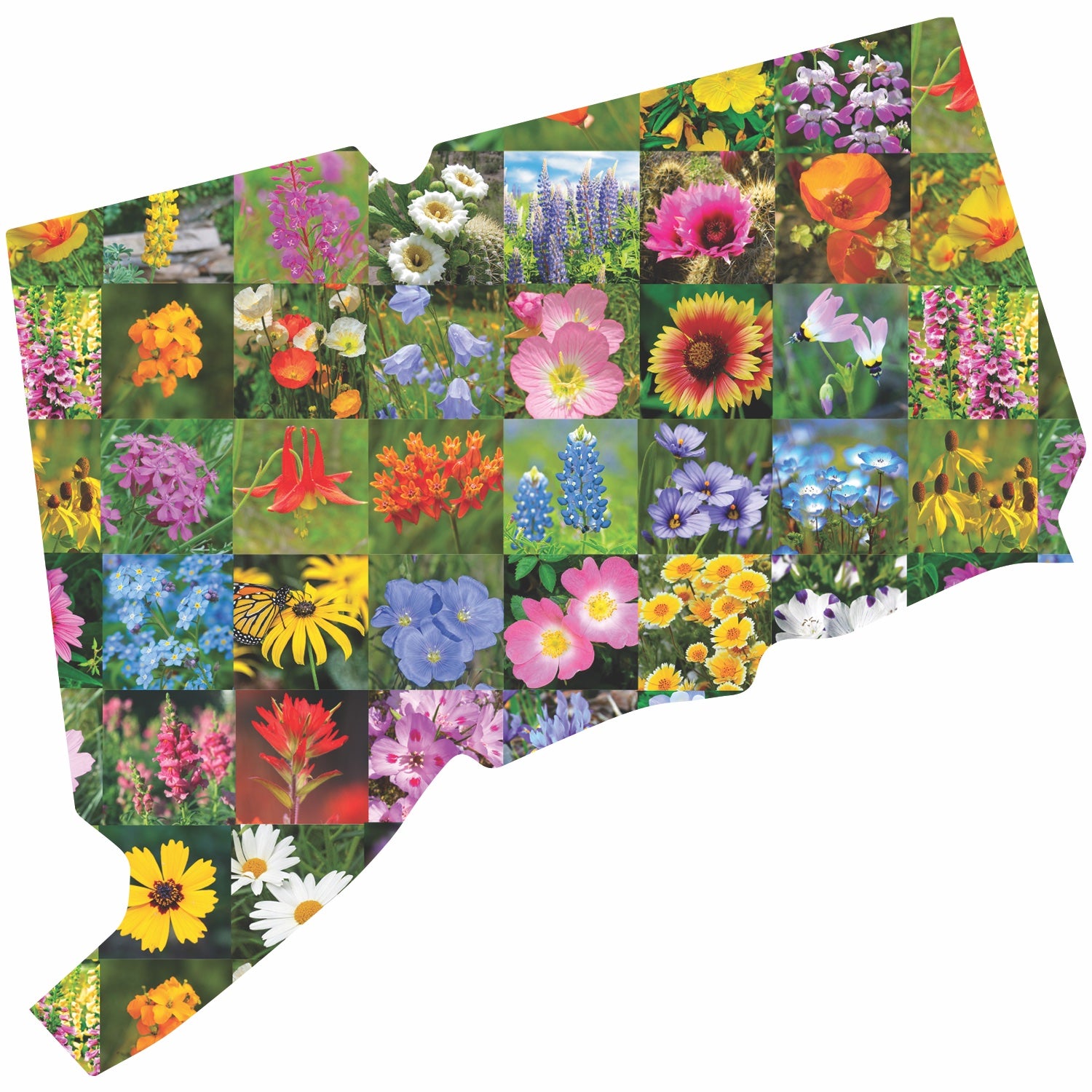 ct native wildflower seeds Connecticut Wildflower Seed Mix