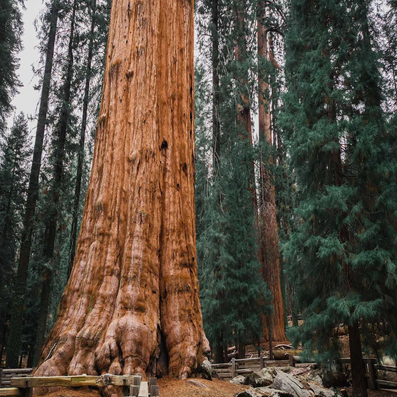 giant sequoia tree