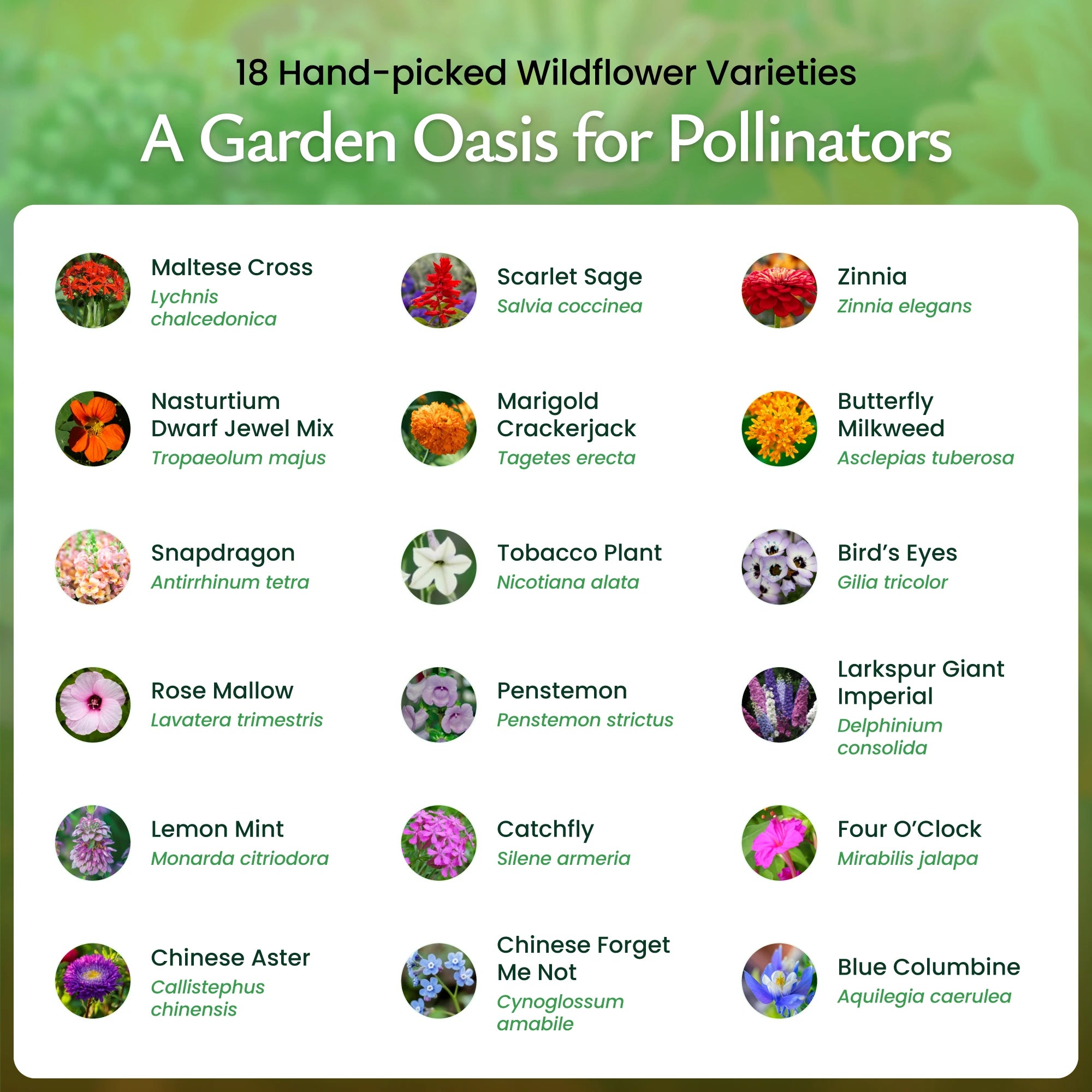 flower seeds for pollinators Hummingbird & Butterfly Wildflower Seed Mix