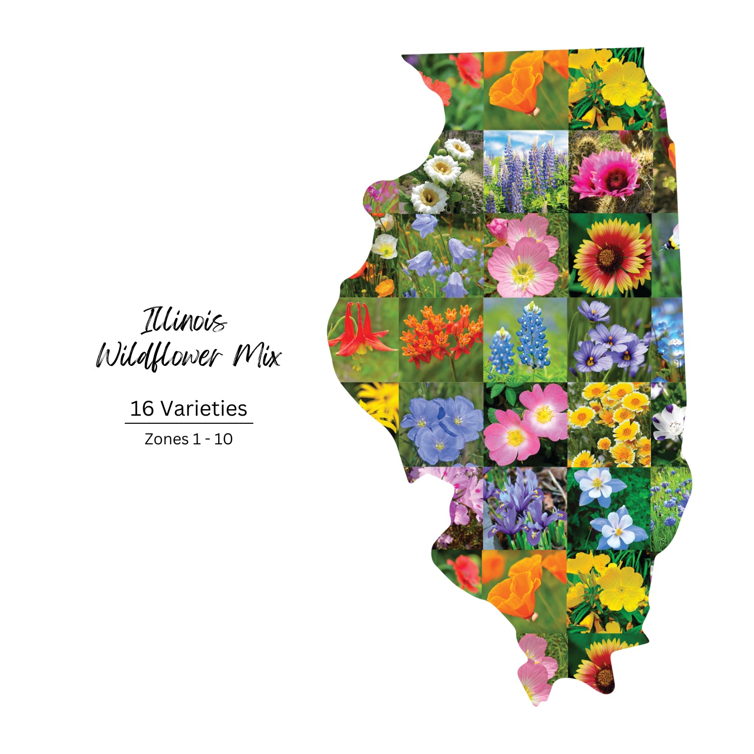 Illinois wildflowers