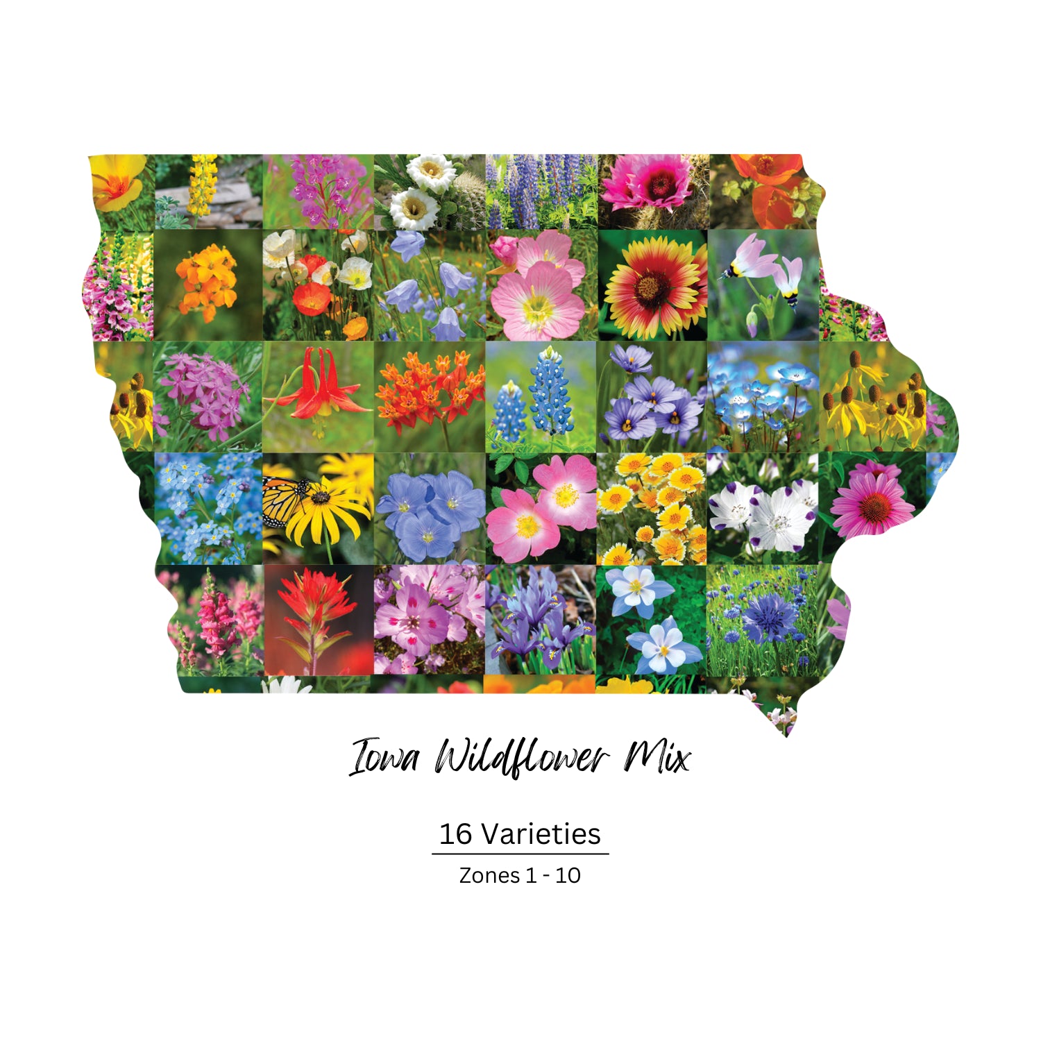 wildflower seed mix iowa Iowa Wildflower Seed Mix