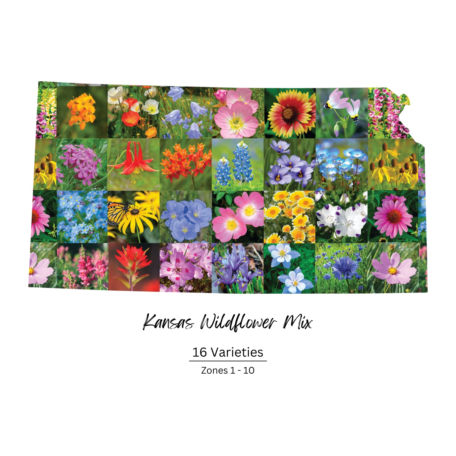 Kansas Wildflower Seed Mix