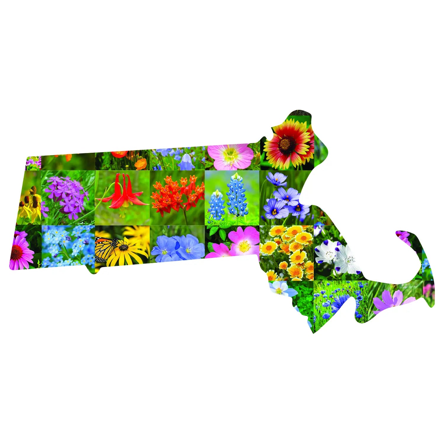 Massachusetts Wildflower Seed Mix