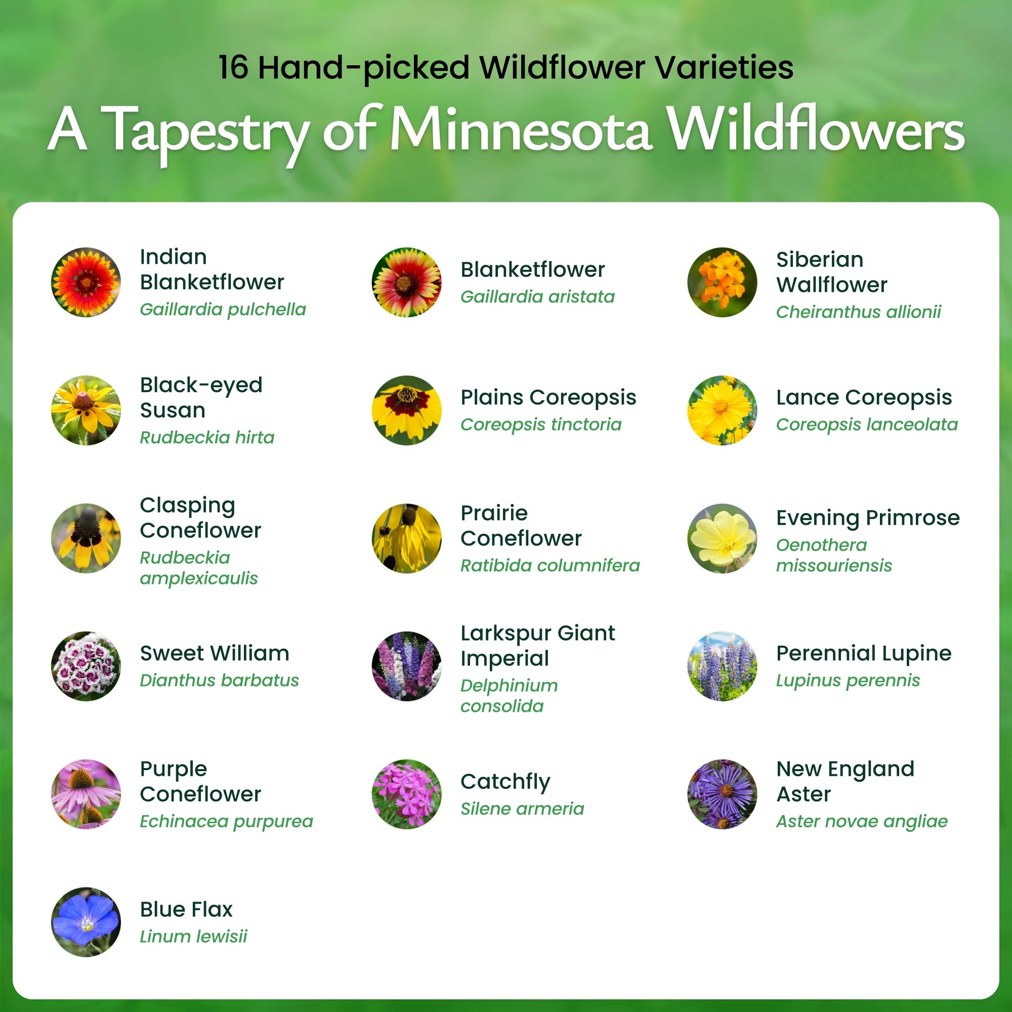 Created By Nature Minnesota Wildflower Seed Mix, 16 Flower Varieties, 40,000+ Seeds