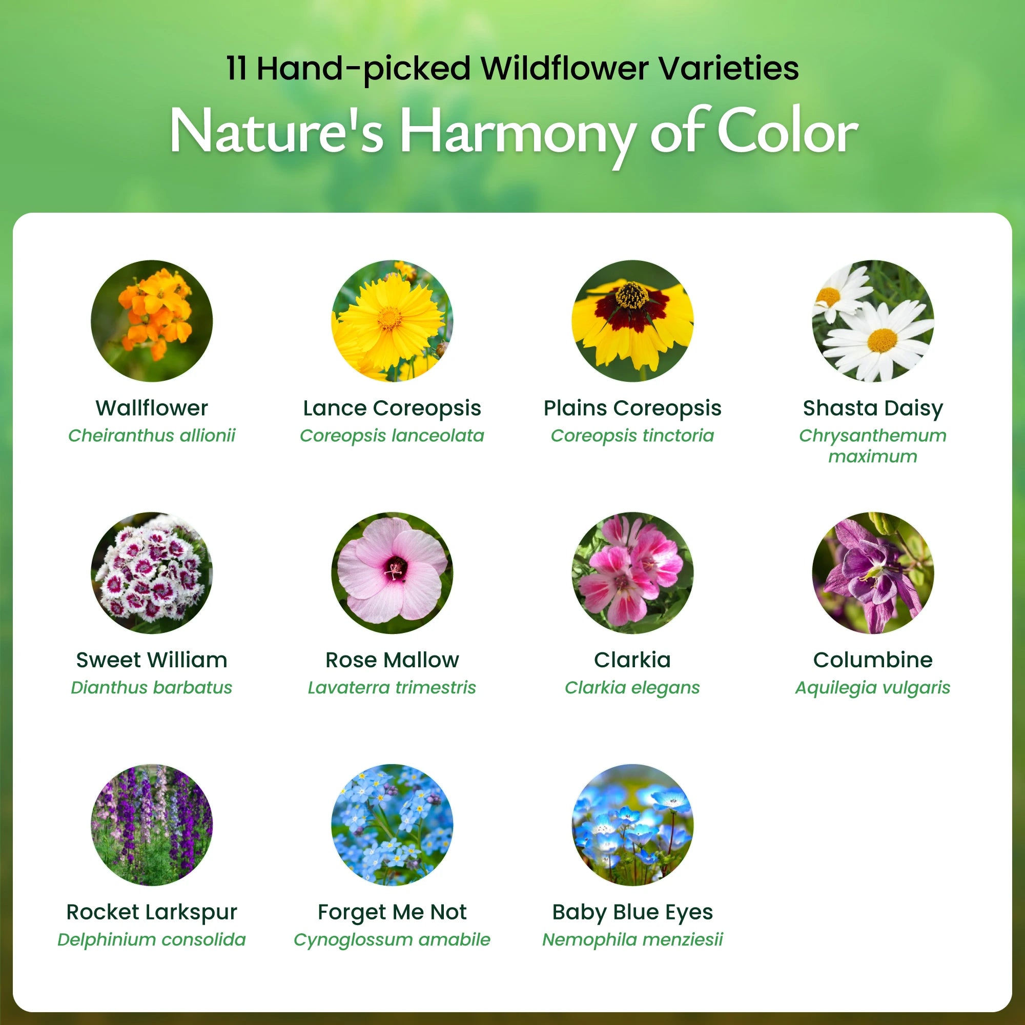 shade plant seeds Created By Nature Partial Shade Wildflower Seed Mix, 11 Flower Varieties, 37,000 Seeds