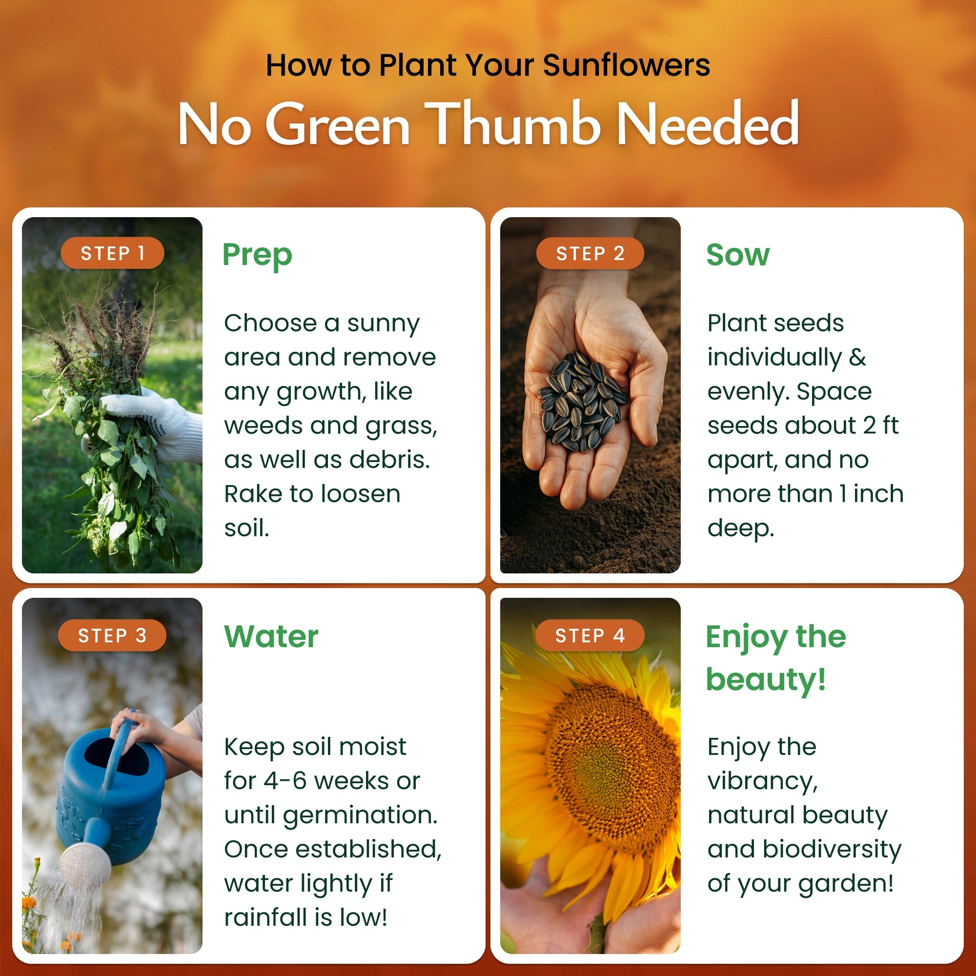 best way to plant a sunflower seed Sunflowers Mix