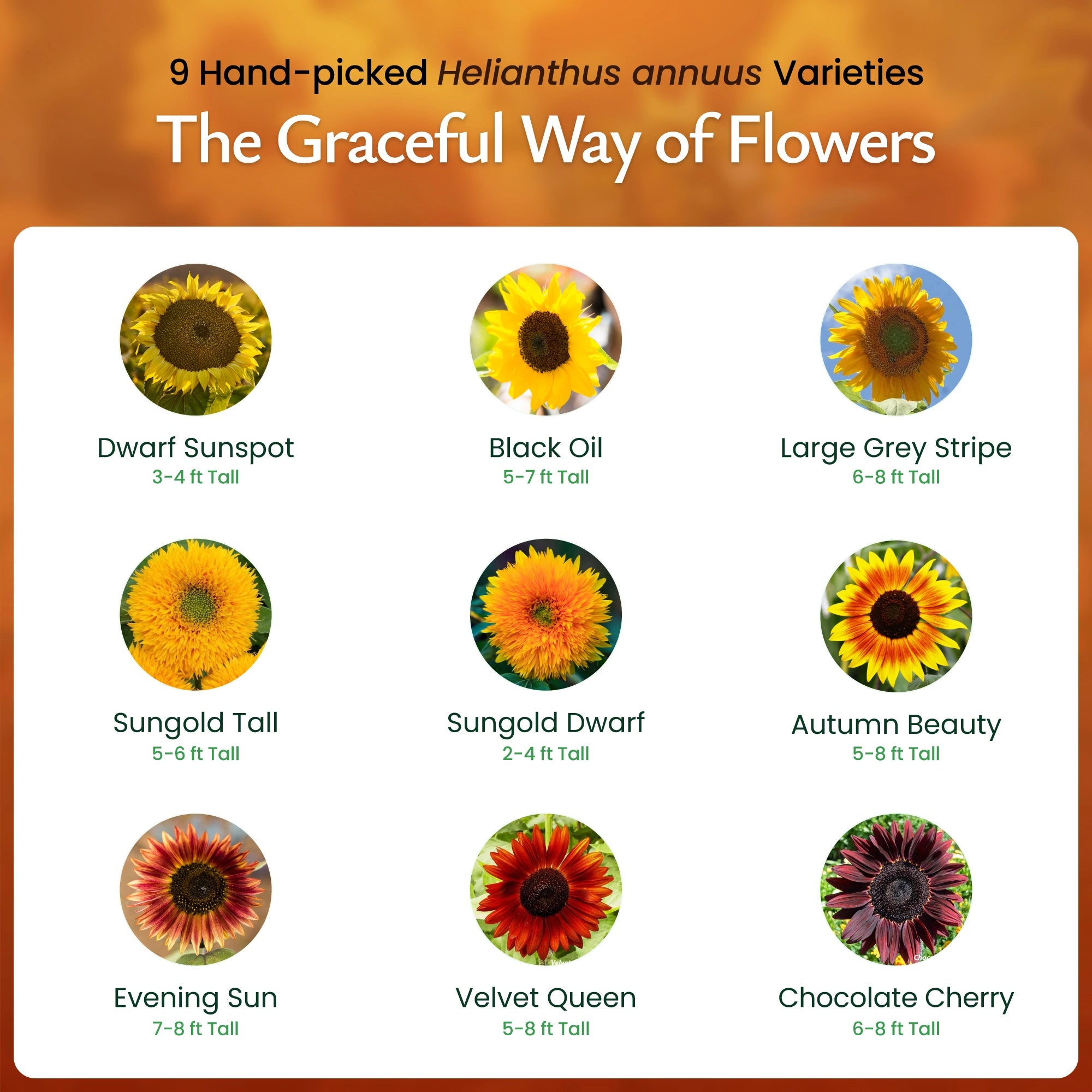flower seeds for sunny areas Created By Nature Sunflower Seeds to Plant, 9-Variety Sunflower Seed Mix, 1,000 Seeds