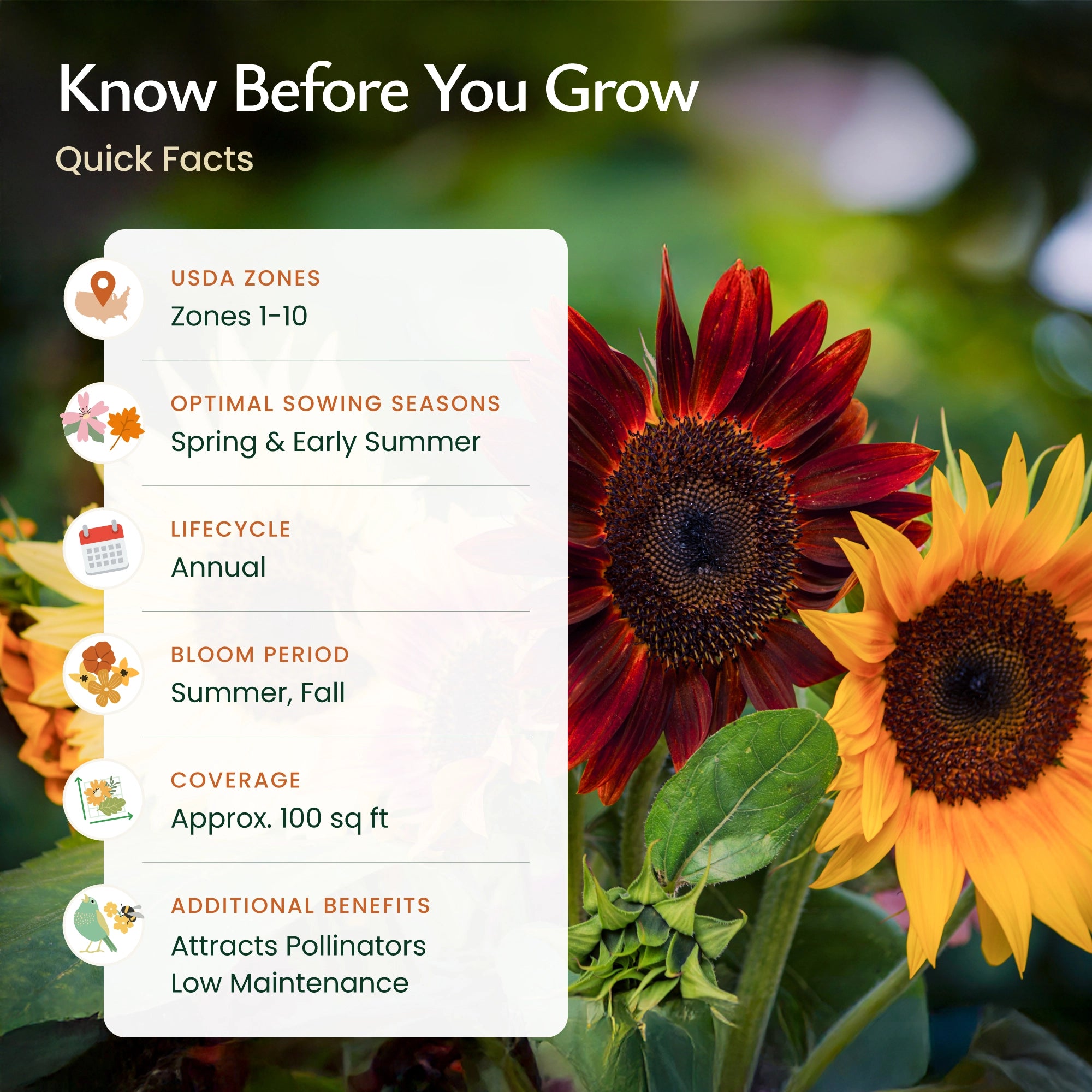sunflower seed mix for planting Created By Nature Sunflower Seeds to Plant, 9-Variety Sunflower Seed Mix, 1,000 Seeds