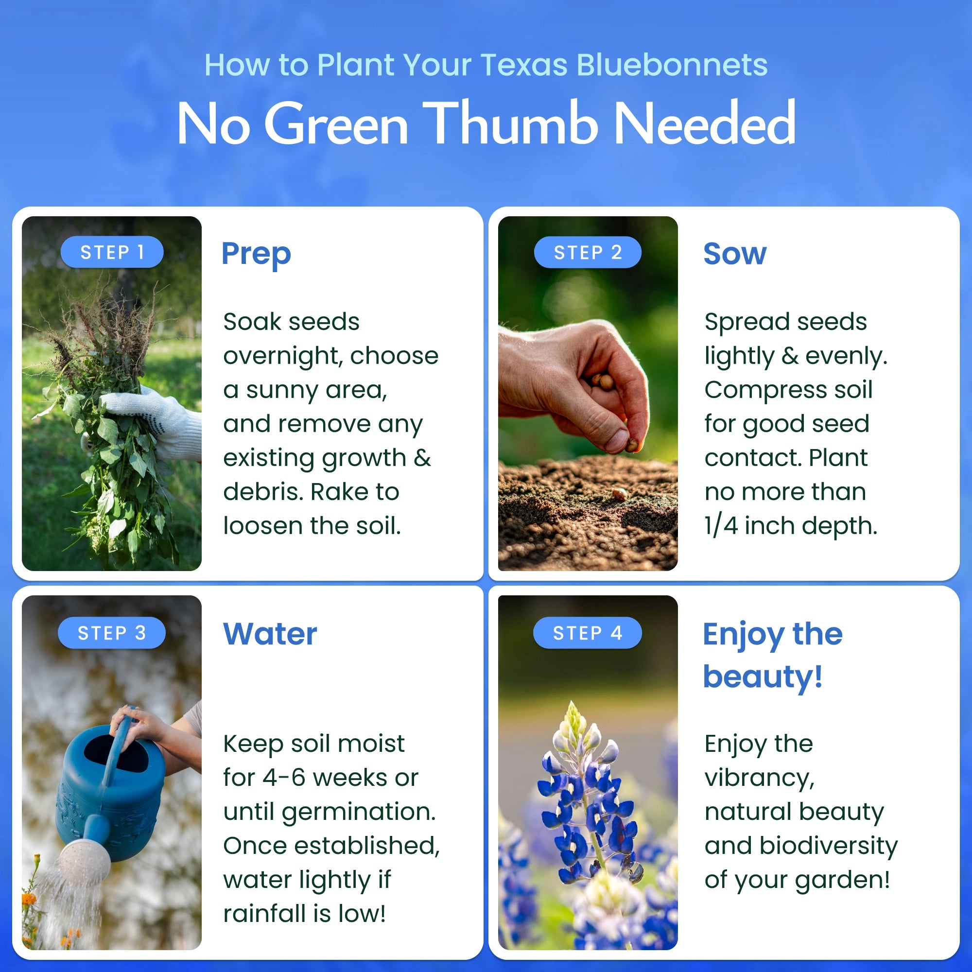 Texas Bluebonnet Wildflower Seeds