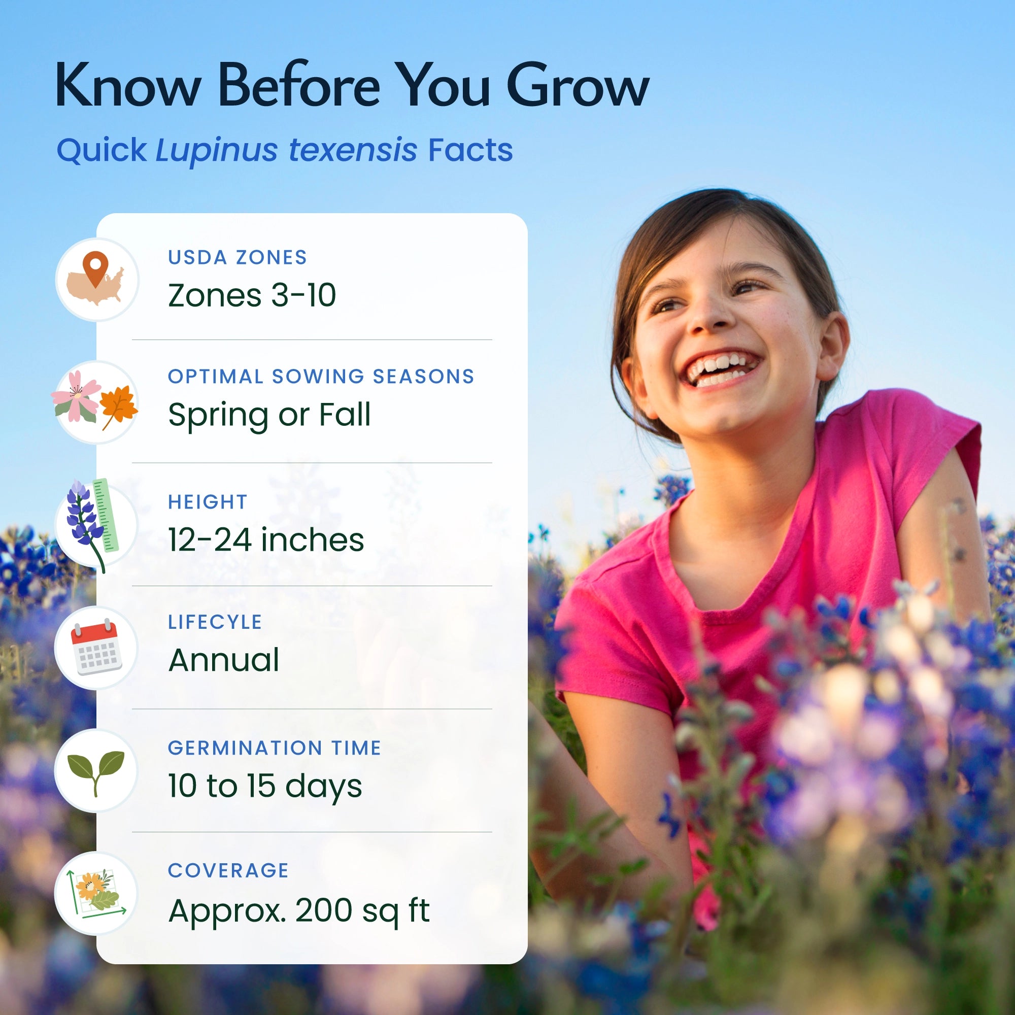 best time to plant bluebonnet seeds in texas Texas Bluebonnet Wildflower Seeds