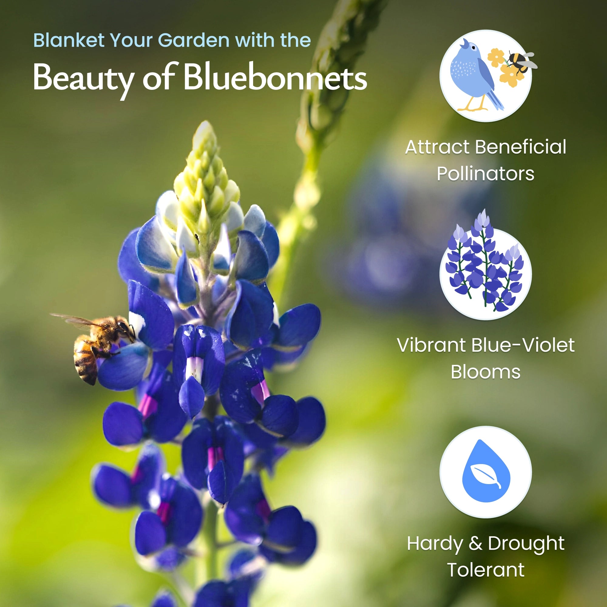 Texas Bluebonnet Wildflower Seeds | Iconic Spring Wildflowers
