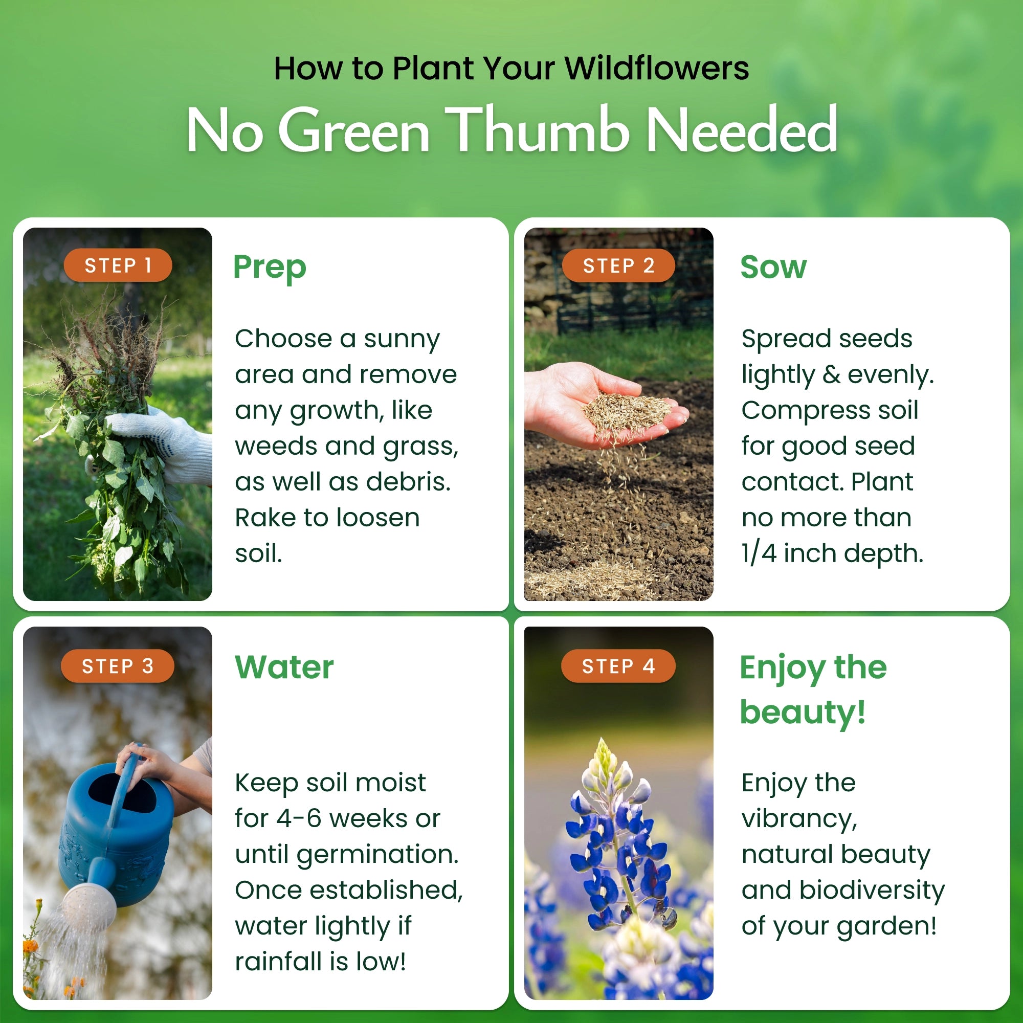 wildflower seeds germination time Texas Wildflower Seed Mix