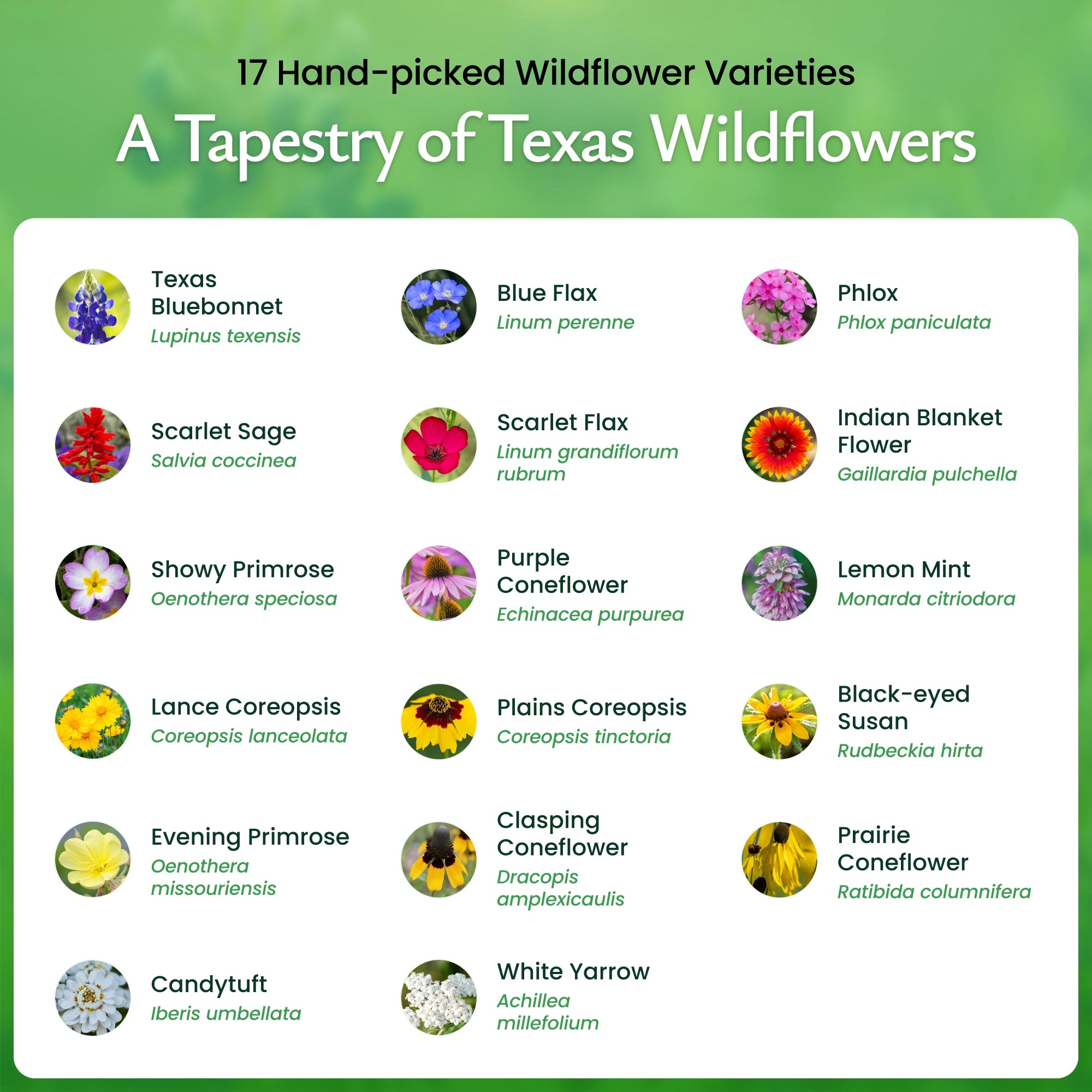 most popular flower seeds Texas Wildflower Seed Mix