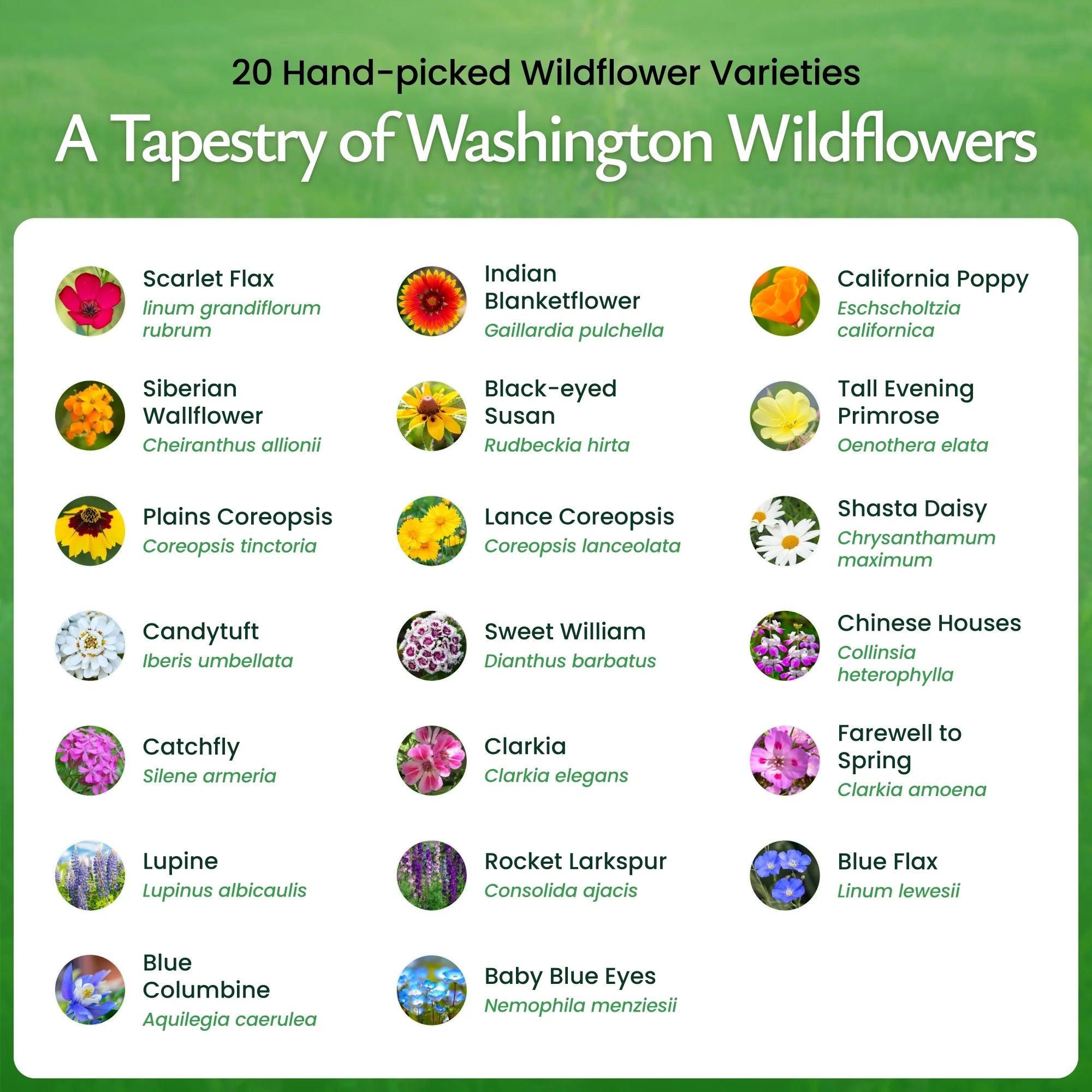 Washington wildflower seeds - flower varieties