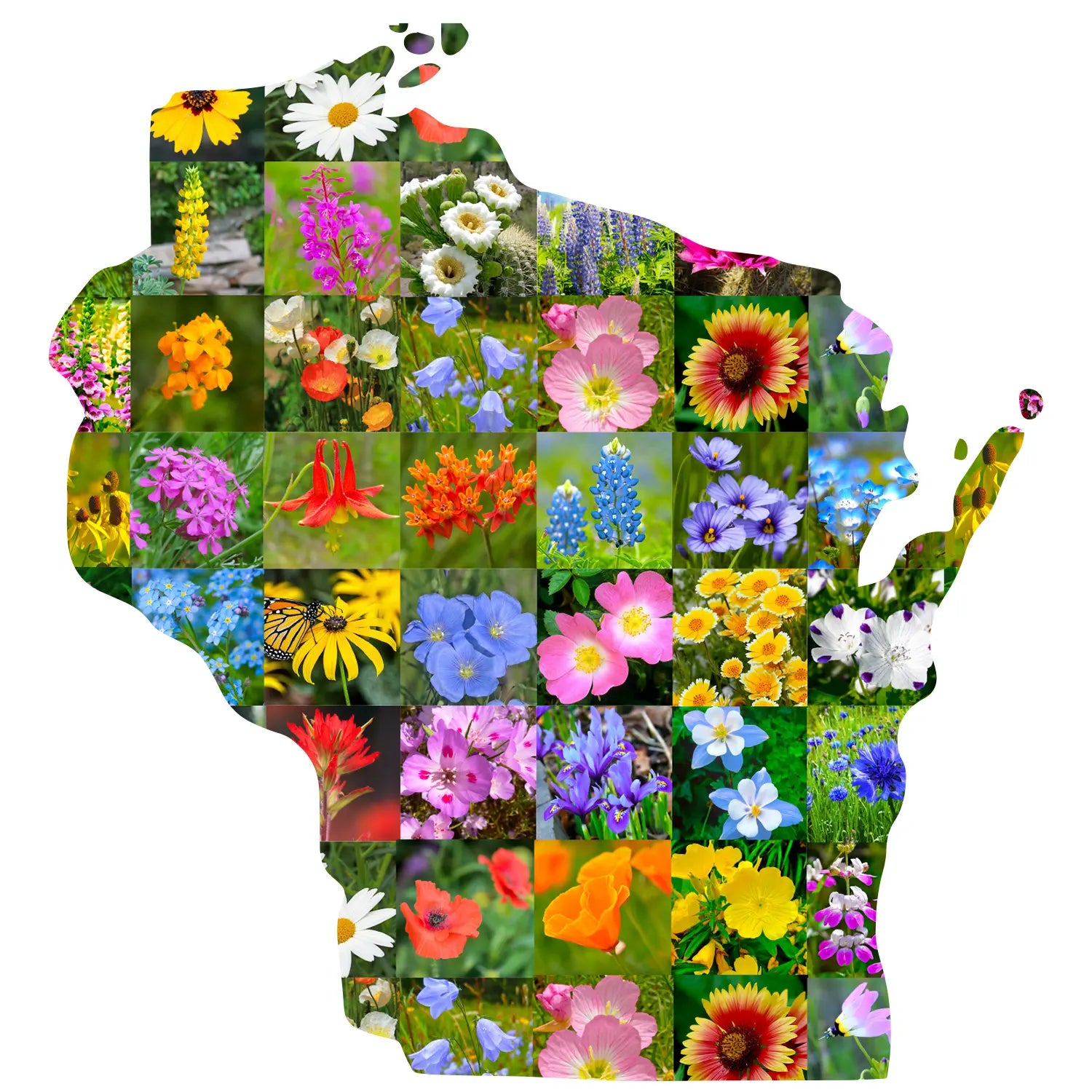 wisconsin wildflower seed mix Created By Nature Wisconsin Wildflower Seed Mix, 16 Flower Varieties, 40,000 Seeds
