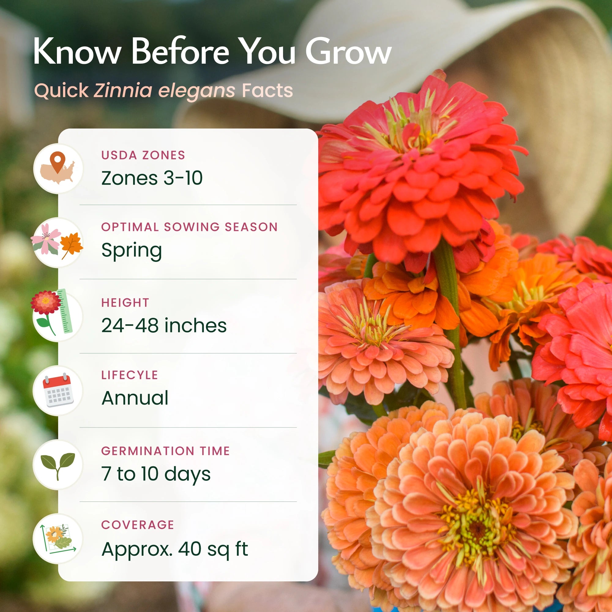 where to plant zinnia seeds California Giant Zinnia Wildflower Seeds