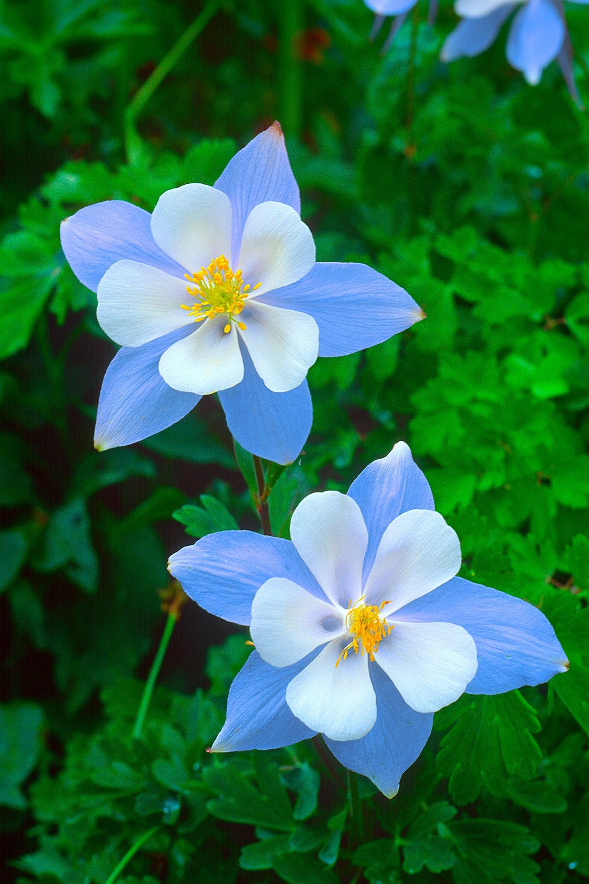 blue columbine - New Hampshire Wildflower Seeds