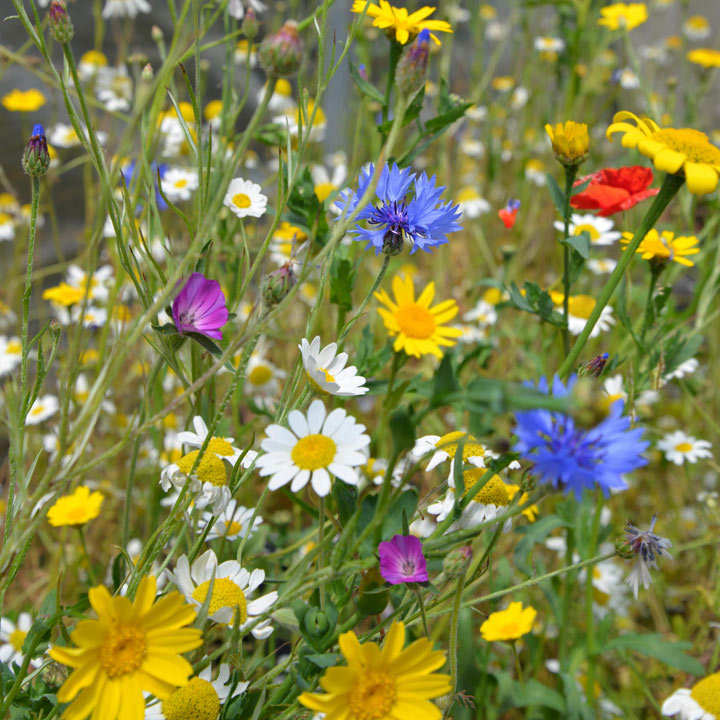 18″ Mixed Spring Wildflower Pick – Naturals Brands