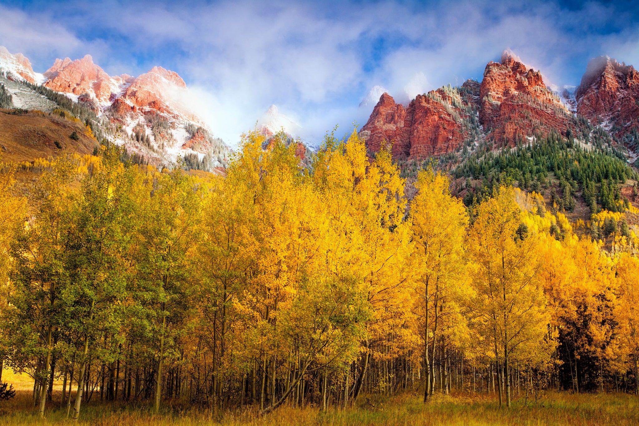 Aspen Tree Seeds