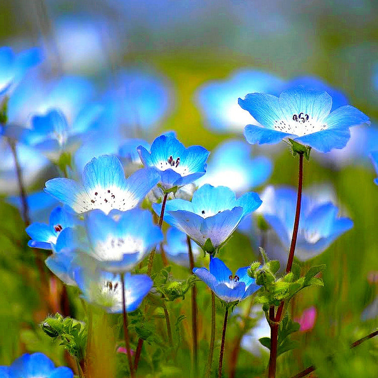 Baby Blue Eyes - Oregon Wildflower Seed Mix