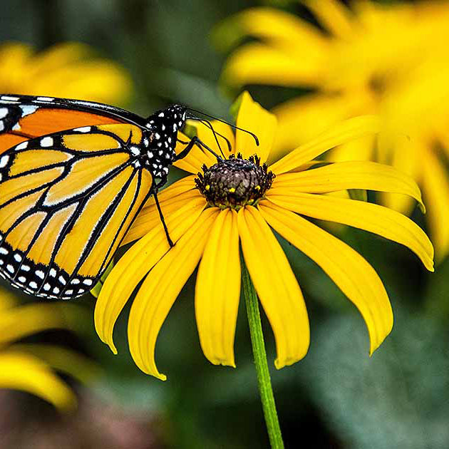 Black eyed Susan flowers - Michigan Wildflower Seed Mix