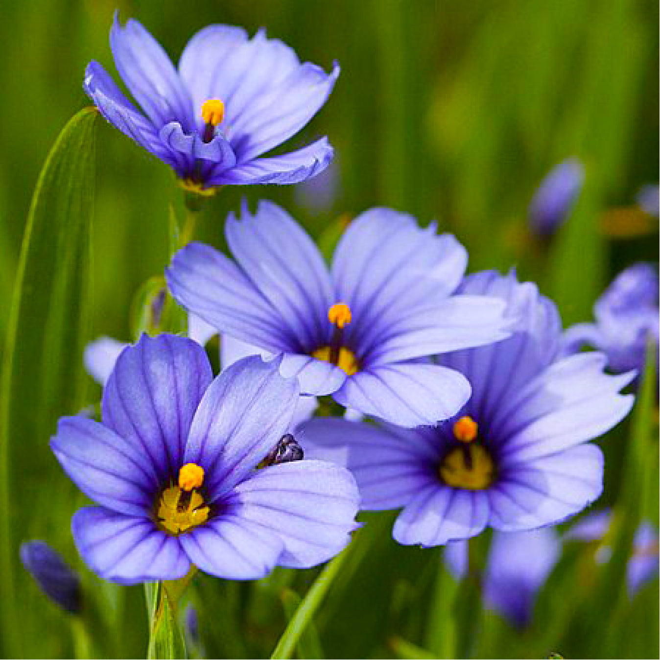 Blue Eyed Grass flowers - Massachusetts Wildflower Seeds