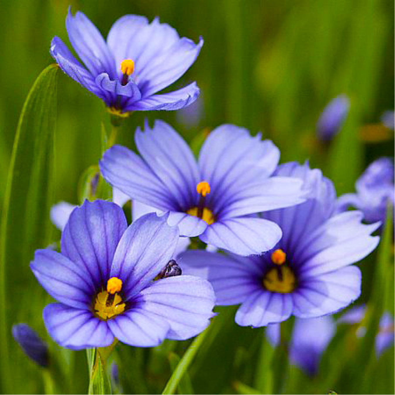 Rhode Island Wildflower Seeds - Blue Eyed Grass Seeds