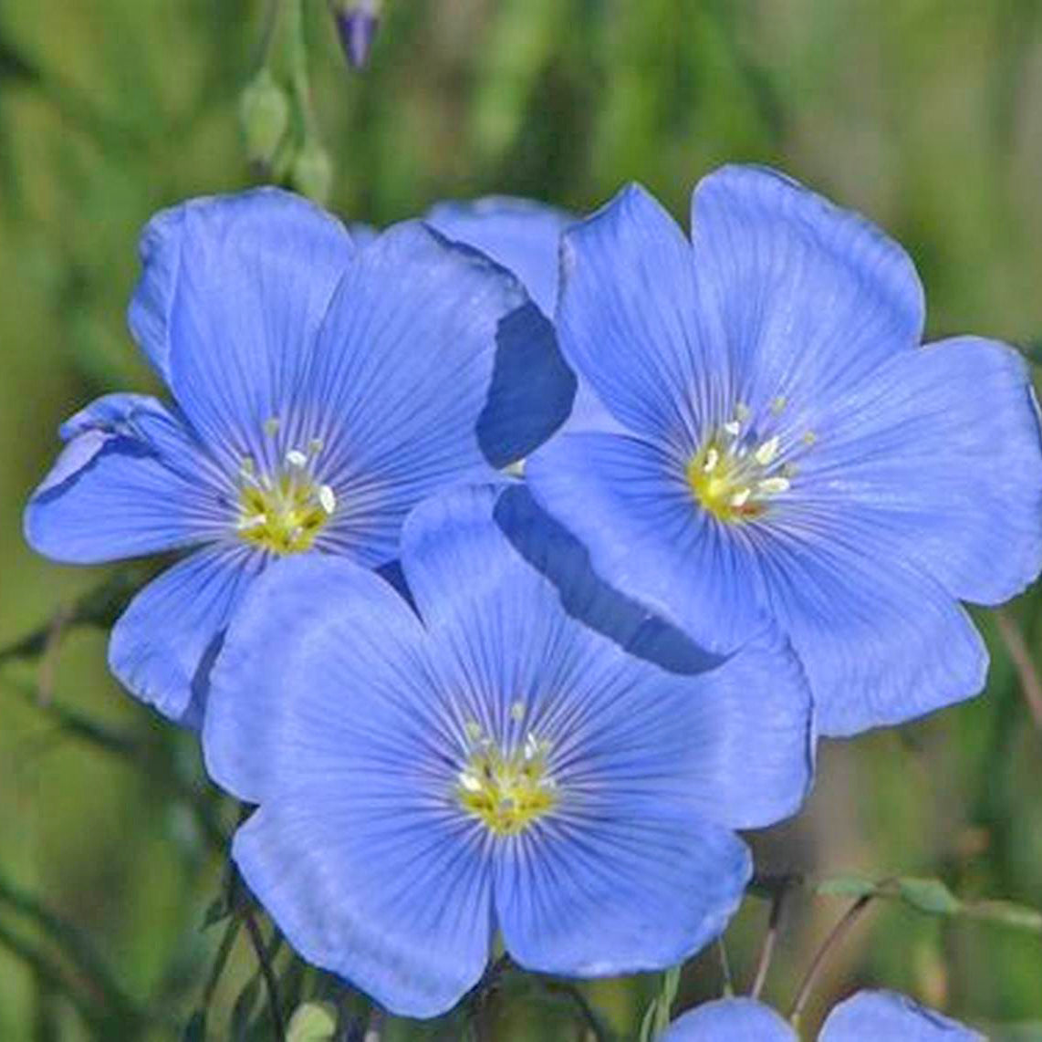 Blue Flax flowers - Michigan Wildflower Mix