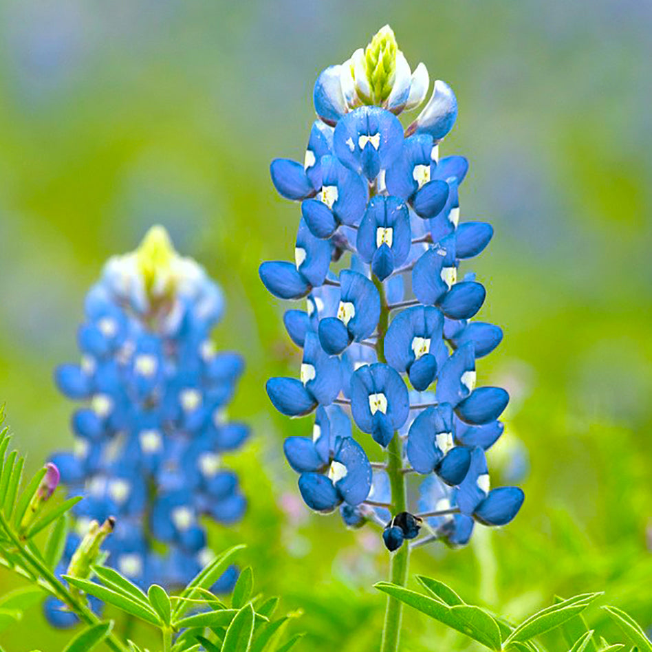 Texas Bluebonnet flowers