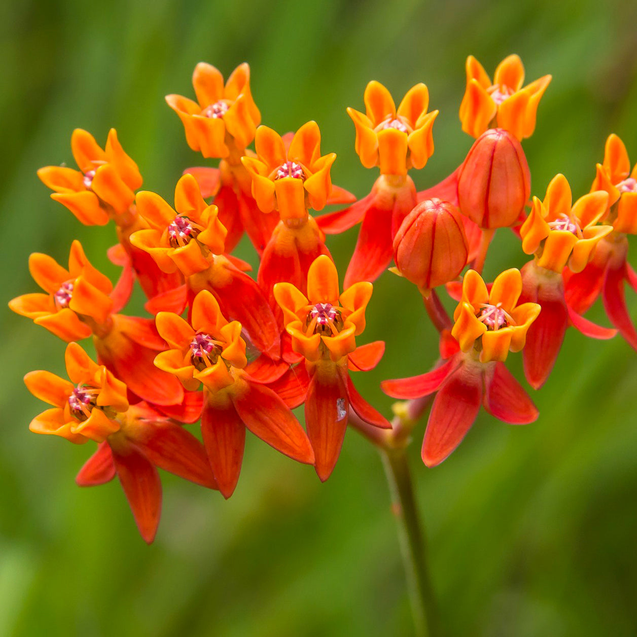 butterfly flowers in the Arkansas wildflower seed mix