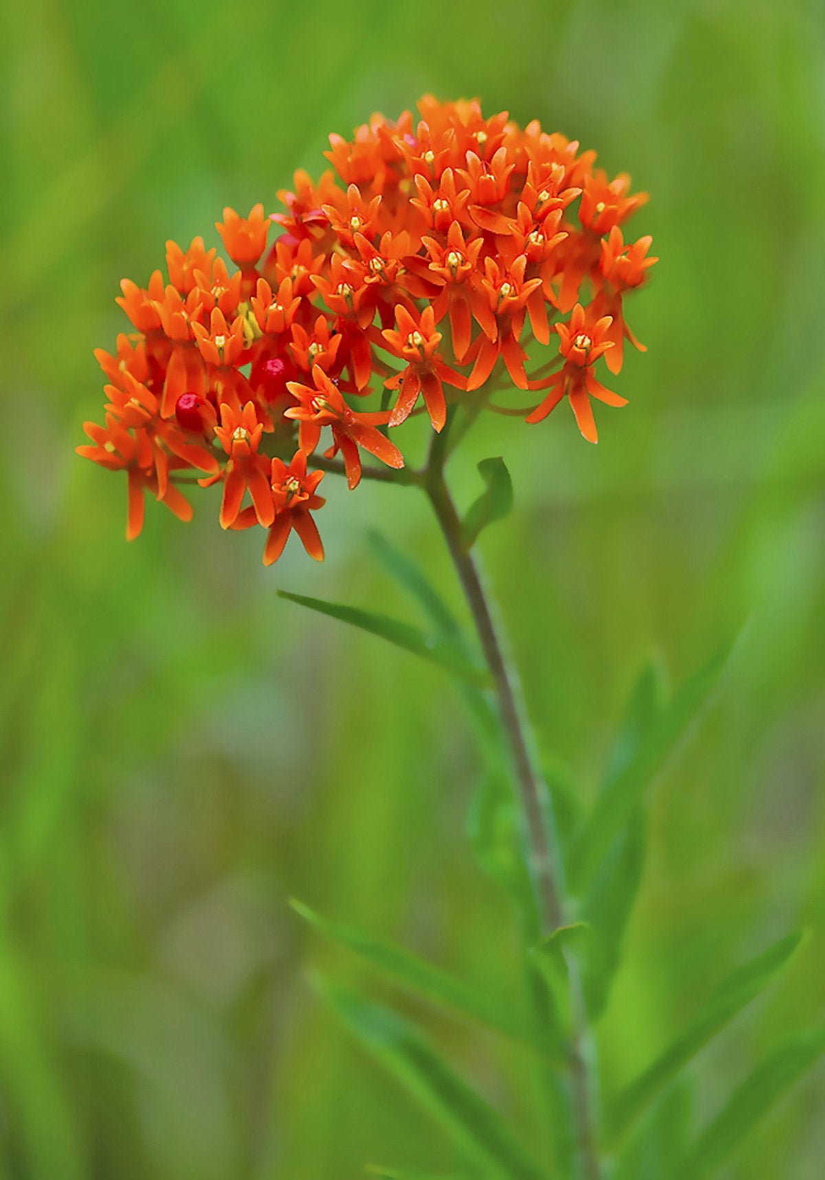 new hampshire wildflower seeds New Hampshire Wildflower Seed Mix