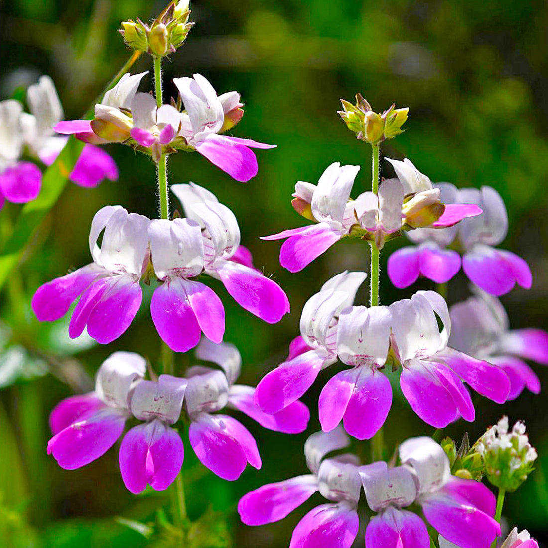 Washington Wildflower Seeds - Chinese Houses