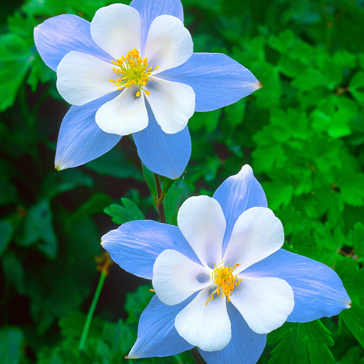 Blue Columbine flowers
