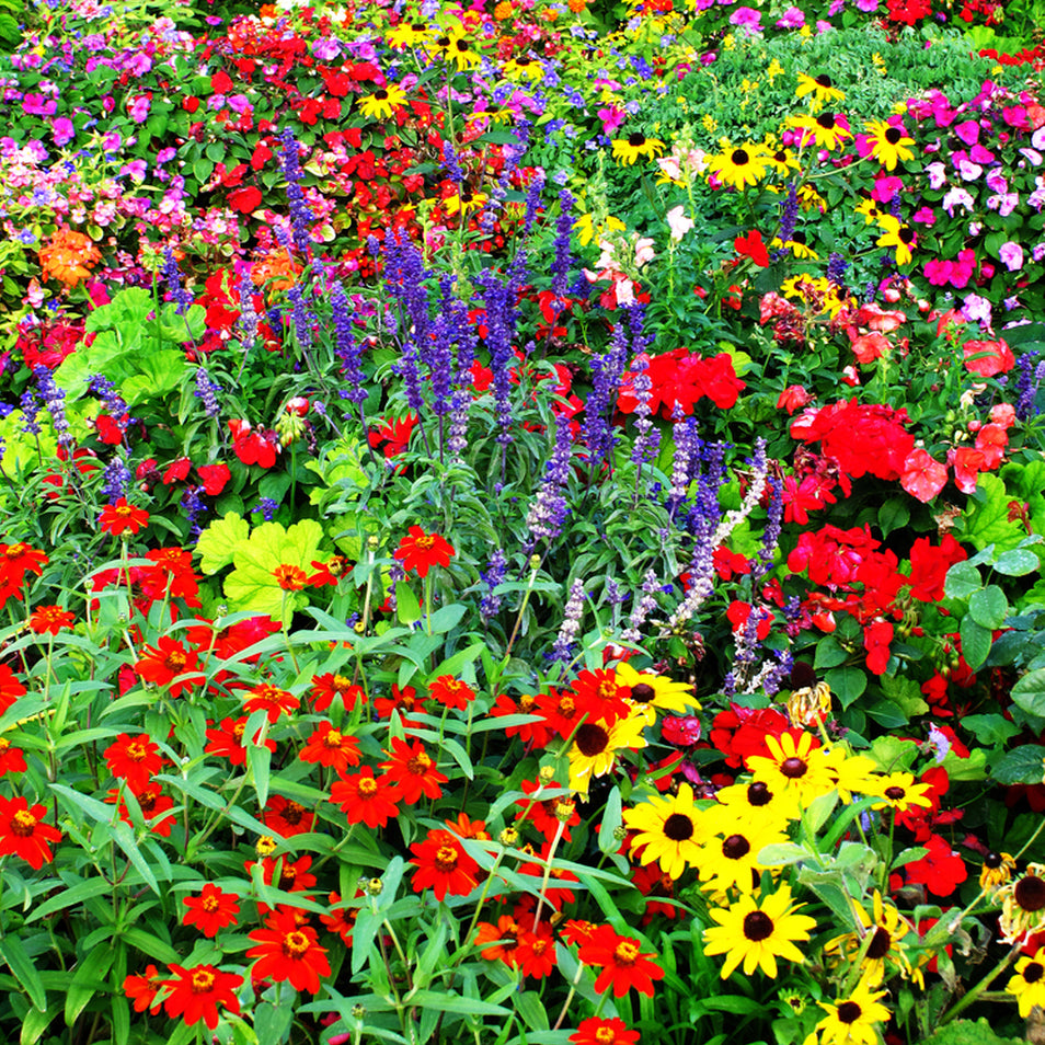 ct native wildflower seeds Connecticut Wildflower Seed Mix