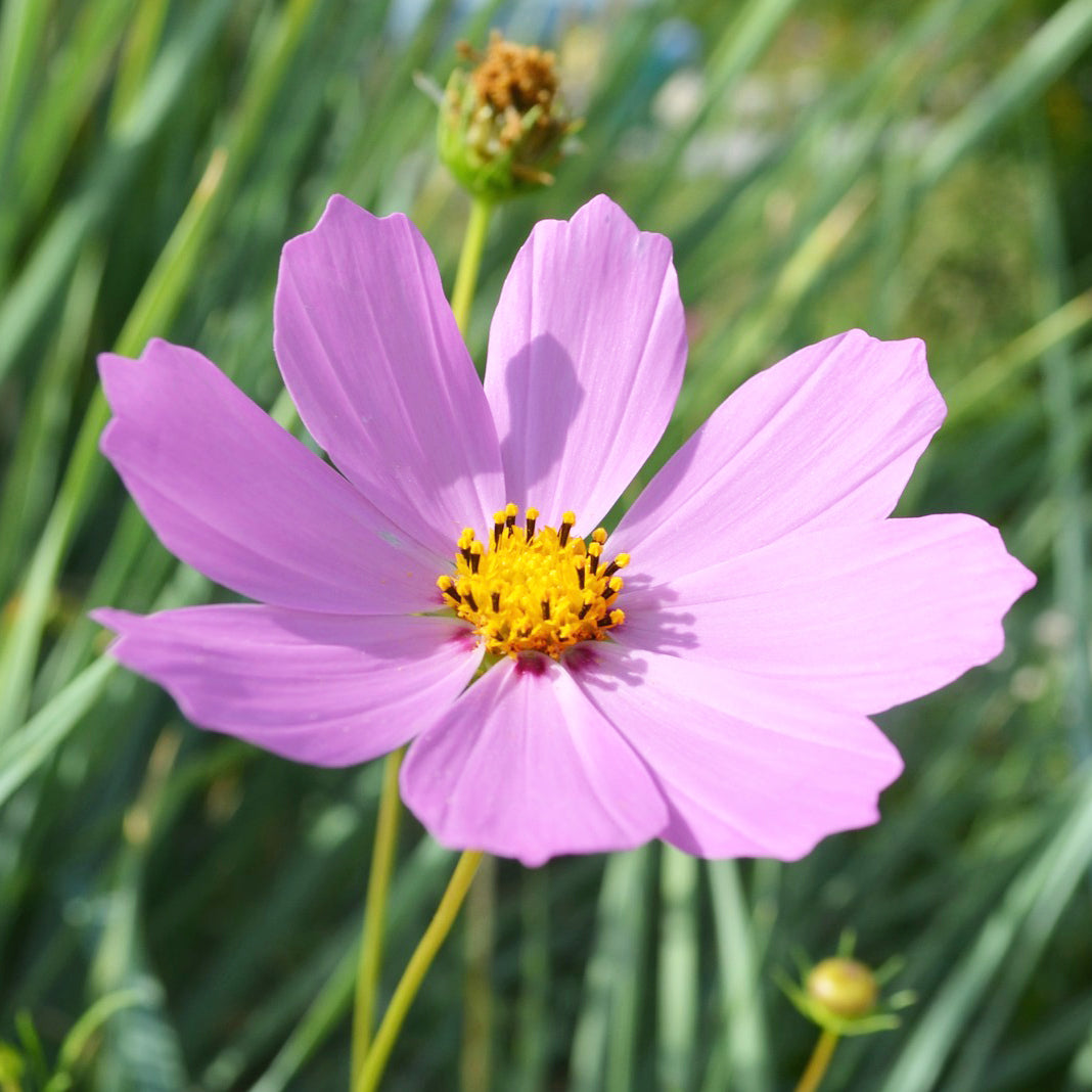 Tennessee Wildflower Seeds - Cosmos seeds