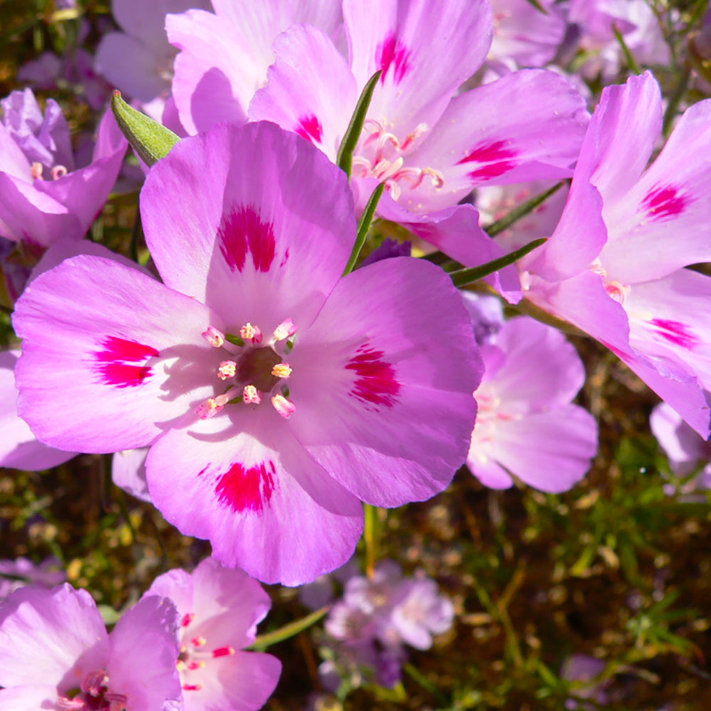 north american wildflower seeds Arkansas Wildflower Seed Mix