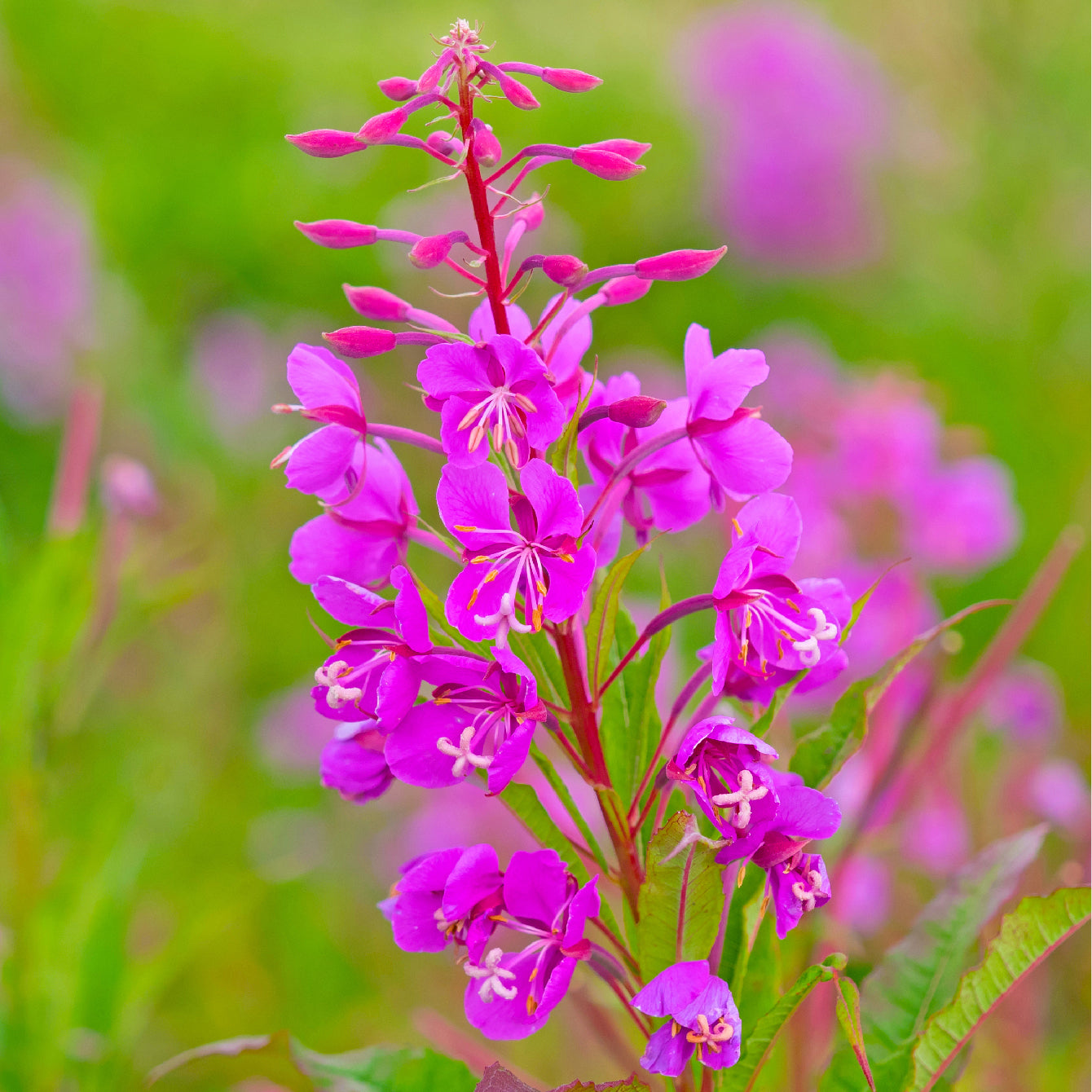 Fireflower flowers - Massachusetts Wildflower Seeds