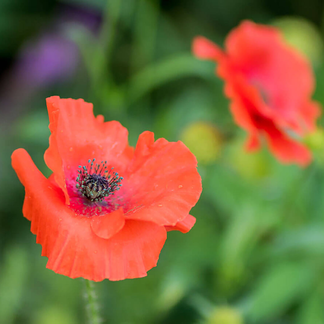 Washington Wildflower Seeds - Shirley Poppy