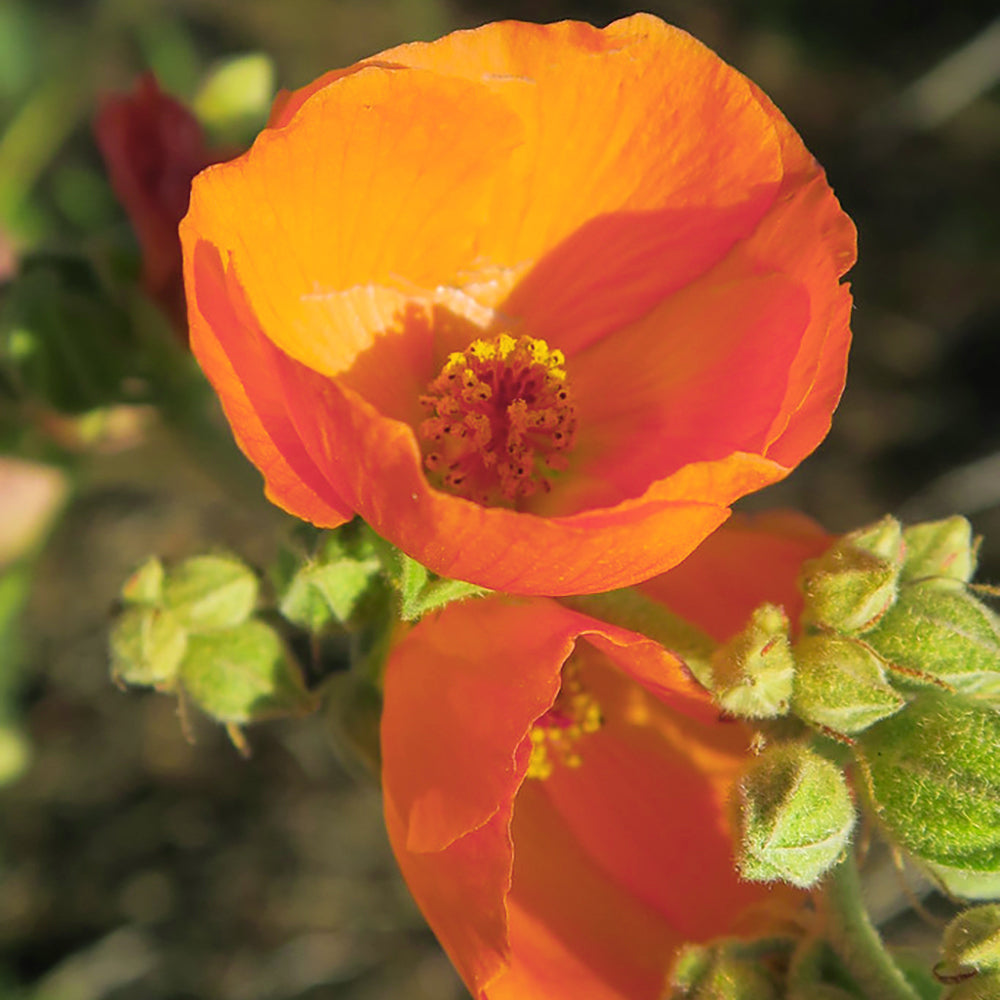 new mexico native wildflower seeds New Mexico Wildflower Seeds