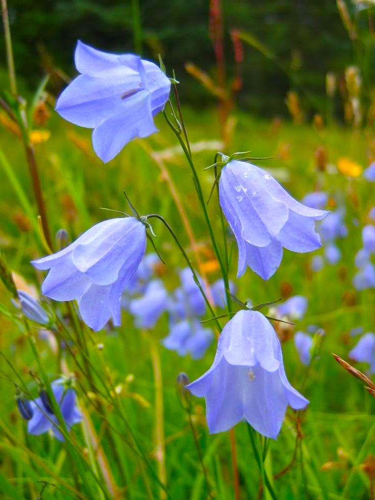 nh wildflower seeds New Hampshire Wildflower Seed Mix