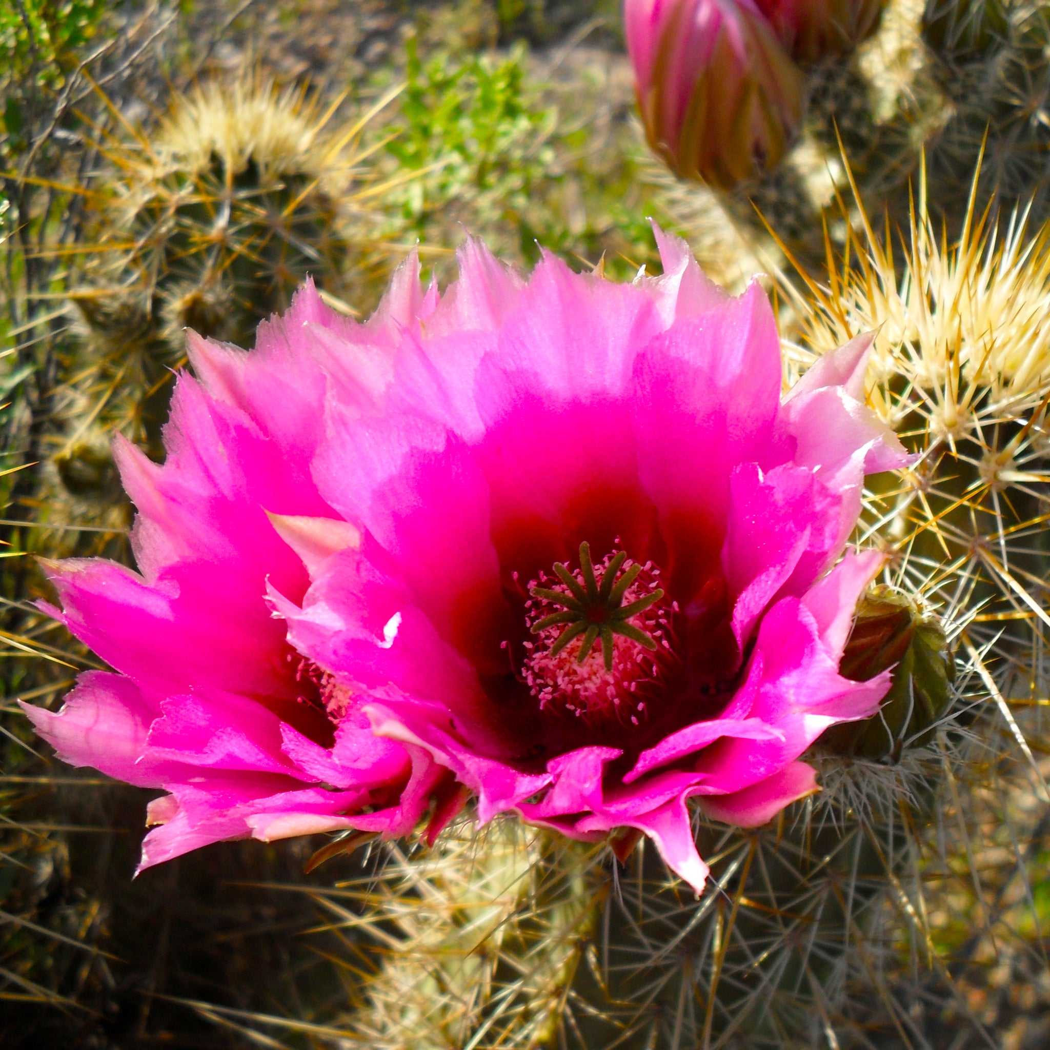 Hedgehog Cactus Seeds and Flowers