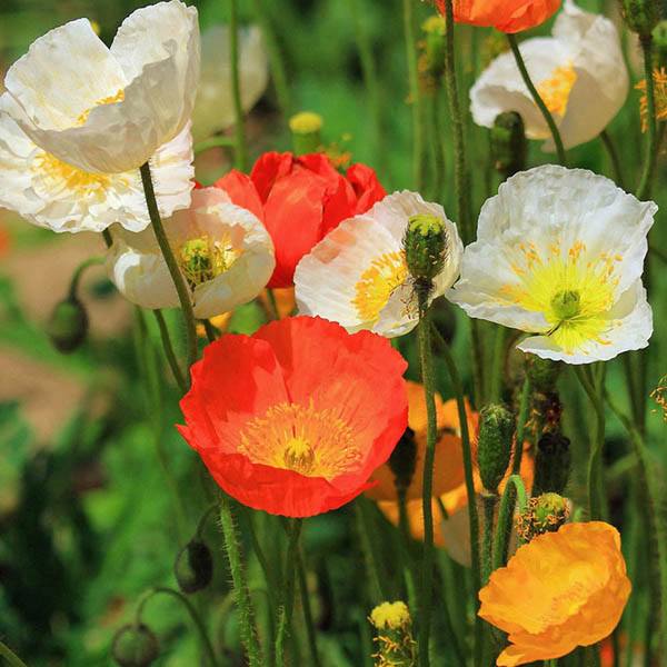 Iceland Poppy Seeds and Flowers