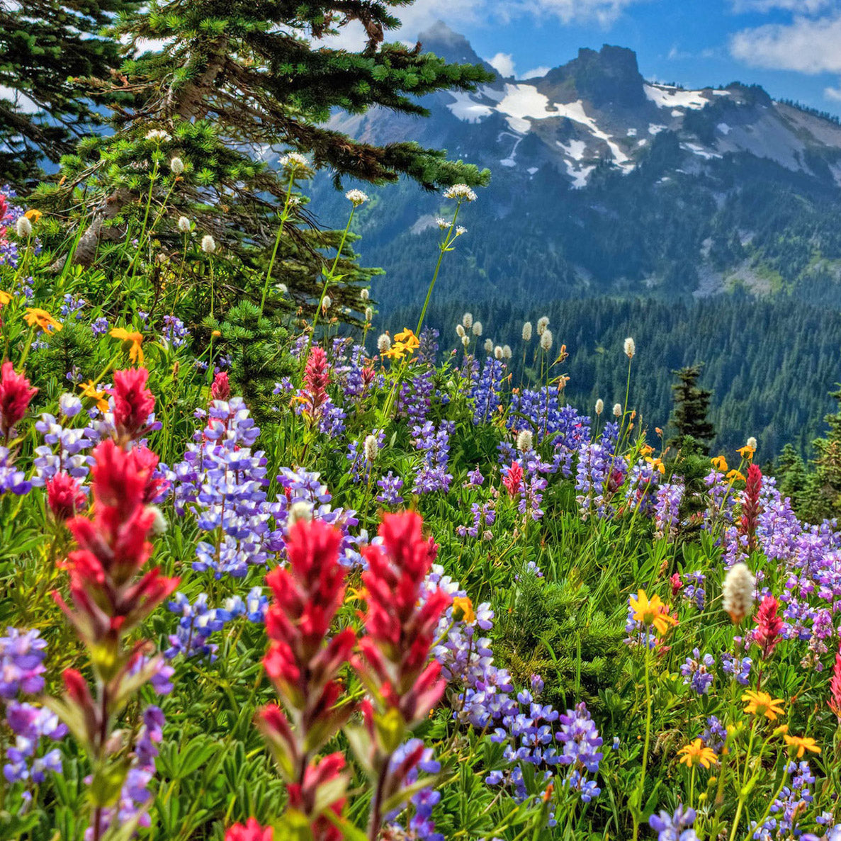 idaho native wildflower seeds Idaho Wildflower Seed Mix